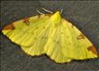 1906 (70.226) Brimstone Moth